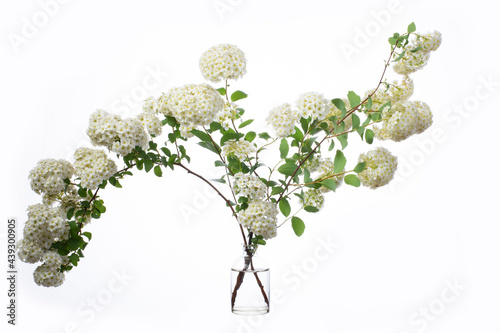 Spiraea cantoniensis (cape may or may bush) in a glass vessel on a white background photo