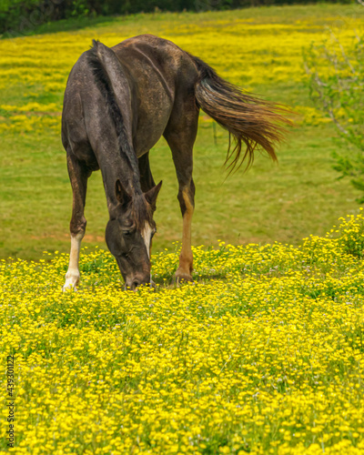 Horse in a pasture of buttercups