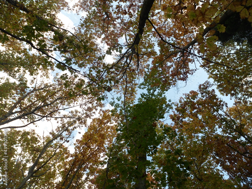 Fototapeta premium Beautiful tops of trees in autumn
