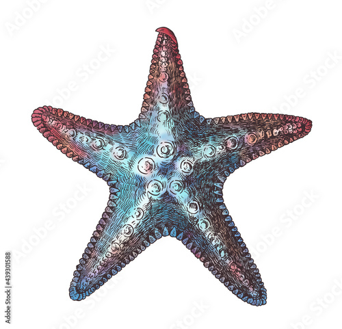 Fotografie, Obraz Hand drawn sea starfish isolated