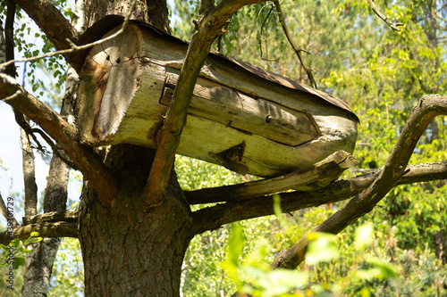 Old traditional ancient authentic beehive made on the log on a big tree photo