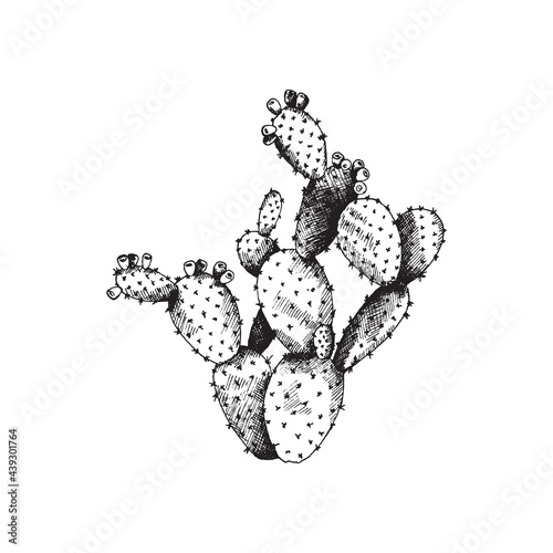 Cactus opuntia with flowers, wild exotic plant a vector hand drawn illustration. photo