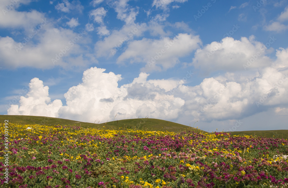View of wonderful flowering mountain meadow in Umbria during spring season
