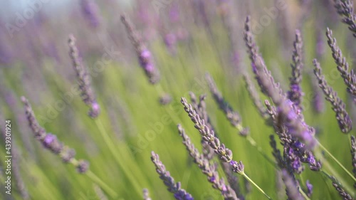 4k Close up Lavender Flowers, selective focus, bokeh background