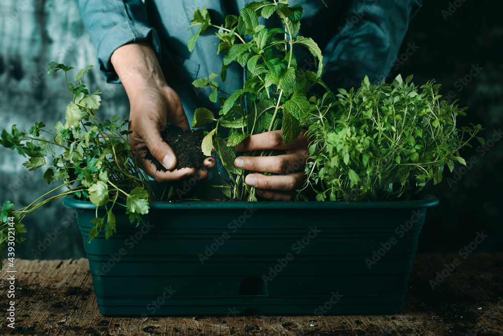 man plants some aromatic herbs in a window box man plants some aromatic herbs in a window box