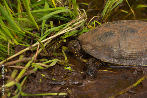 Marsh turtle, Emys orbicularis, in a forest puddle. Close up 