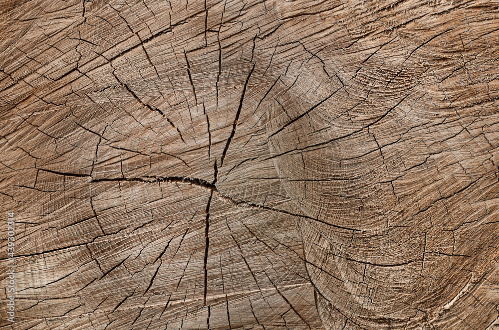 Fototapeta premium texture section of a tree trunk