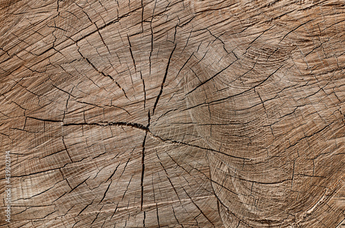 texture section of a tree trunk
