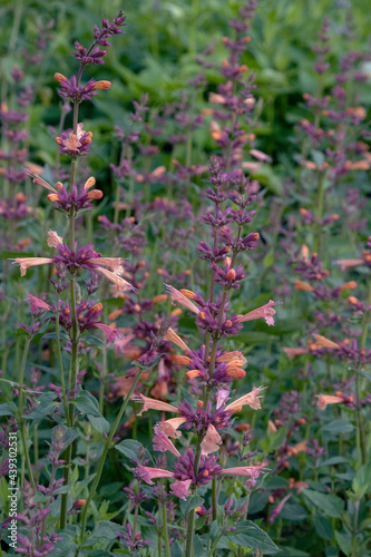 Hyssop  hummingbird Mint (Agastache aurantiaca Mango Tango) photo