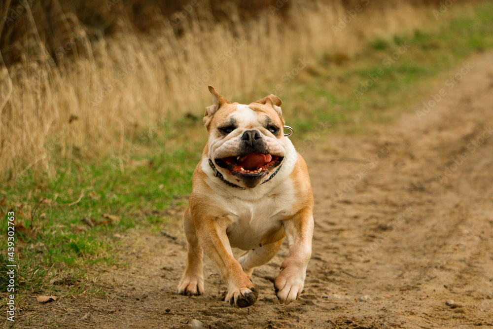 funny old brown and white english bulldog is running on a small way in the park