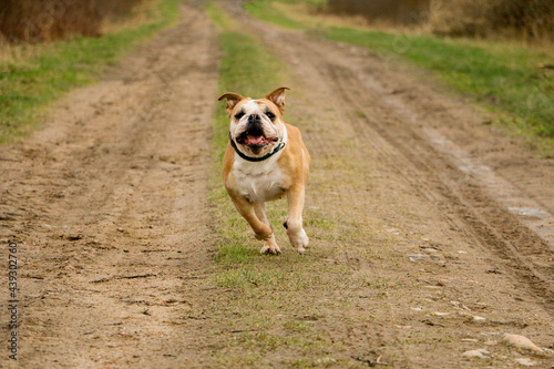 Fototapeta Naklejka Na Ścianę i Meble -  funny old brown and white english bulldog is running on a small way in the park