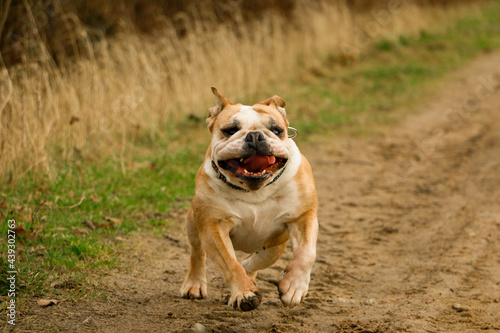 funny old brown and white english bulldog is running on a small way in the park