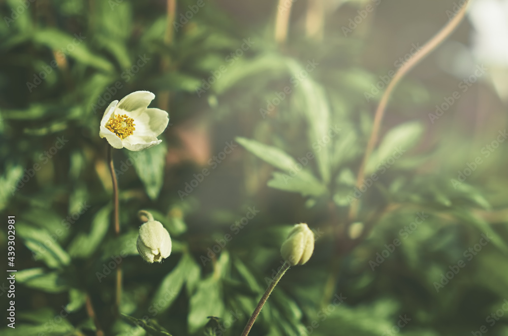 white anemone flowers in the garden in summer white anemone flowers in the garden in summer