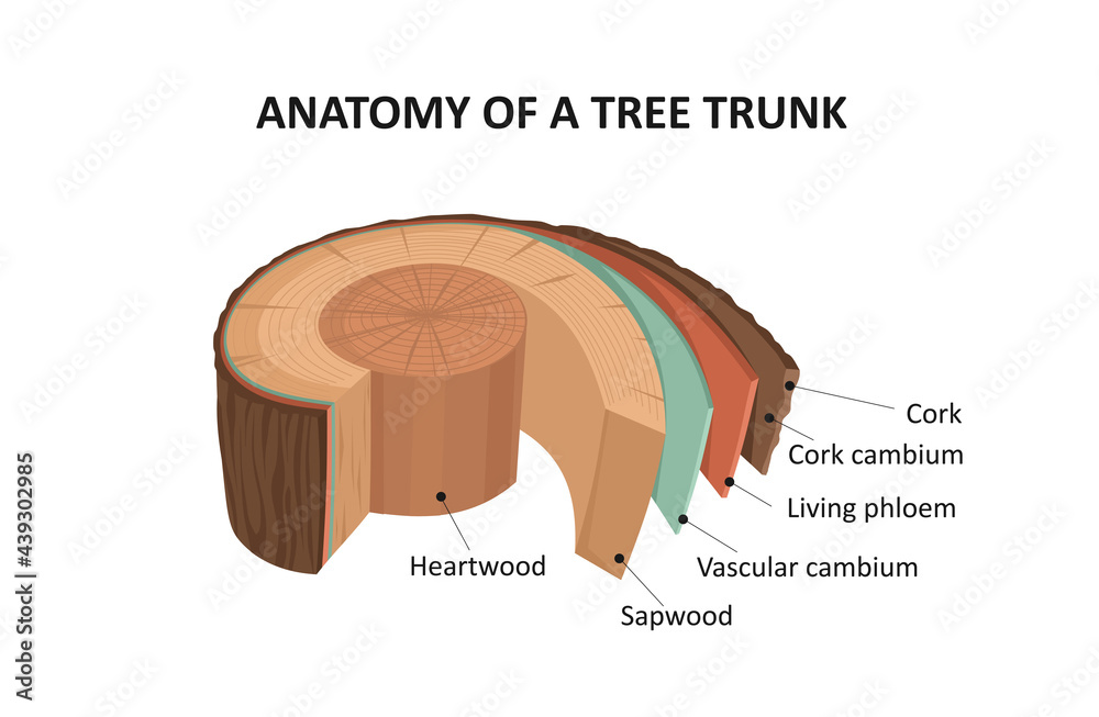 Anatomy of a tree trunk. Stock Vector Adobe Stock