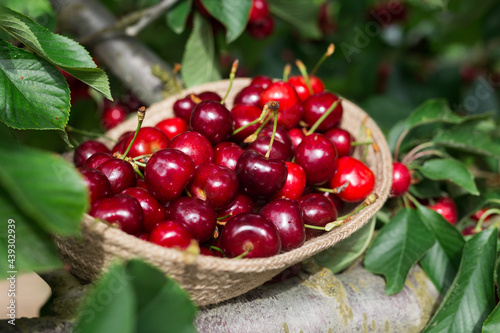 ripe juicy cherries in wicker basket in cherry garden