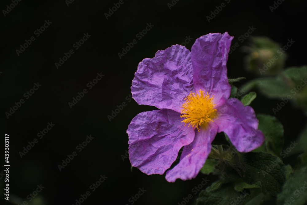 Fototapeta premium purple flower 