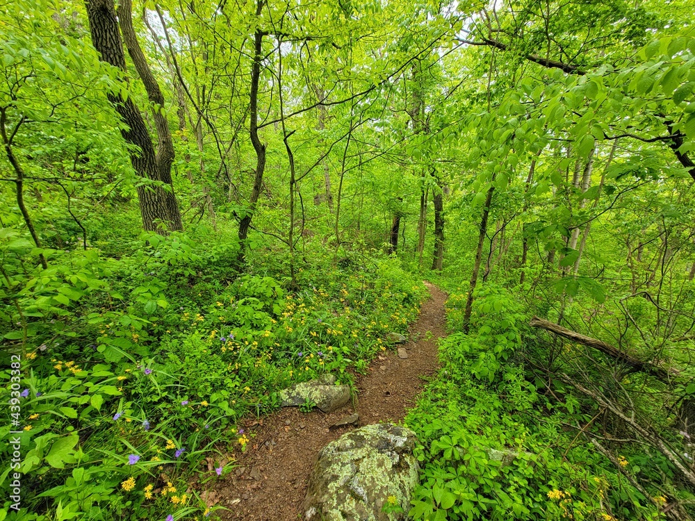 Obraz premium green forest in the morning