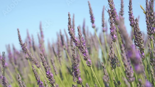 4k Close up Lavender Flowers, selective focus, sky background