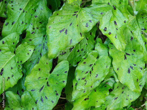 Spotted leaves of Arum maculatum aka Cuckoo pint. photo