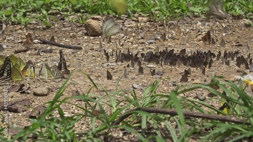 Slide right to left and return past butterflies feed on the mineral rich soil of the jungle floor. Filmed in Kaeng Krachan National Park, Thailand. photo