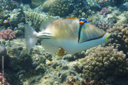 Picasso Triggerfish photo