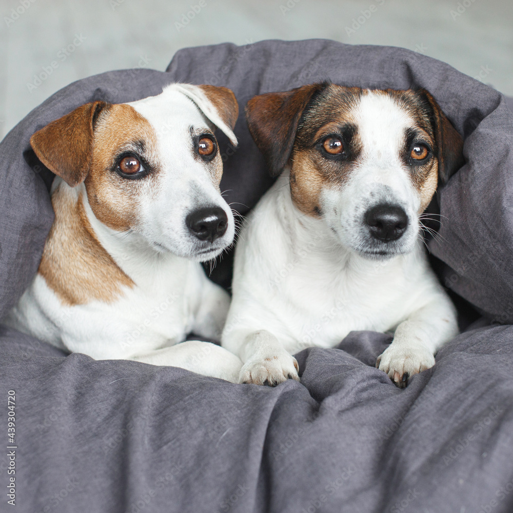 Two dogs under gray blanket