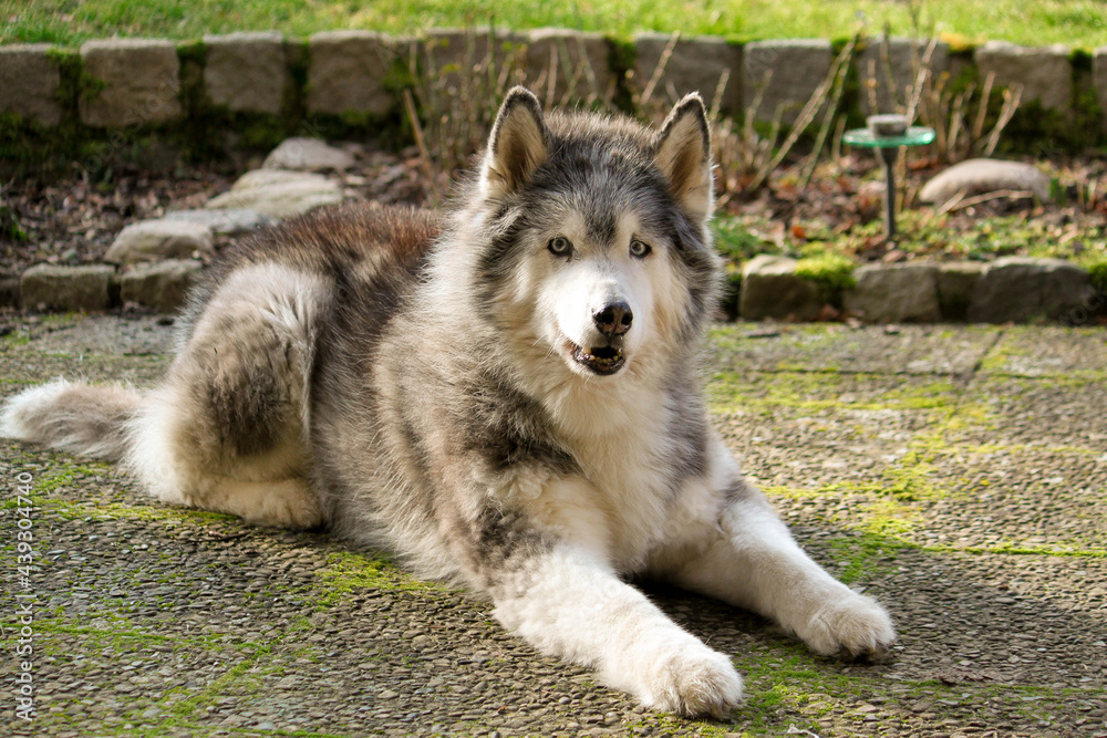 large old husky is lying on the terrace in the garden large old husky is lying on the terrace in the garden