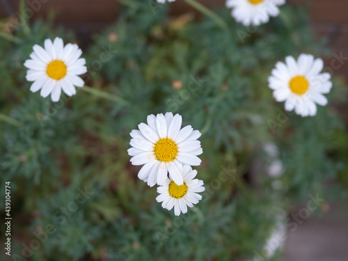 Selective Focus White Daisy With Yellow Center Flower