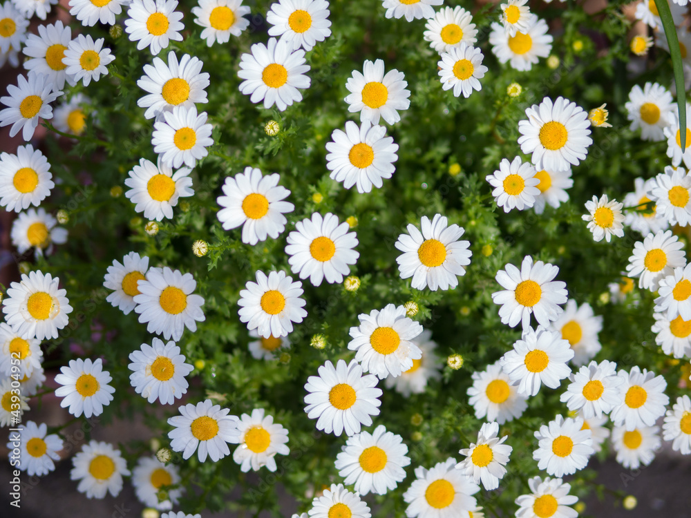 Beautiful White Daisy With Yellow Center Flower Beautiful White Daisy With Yellow Center Flower
