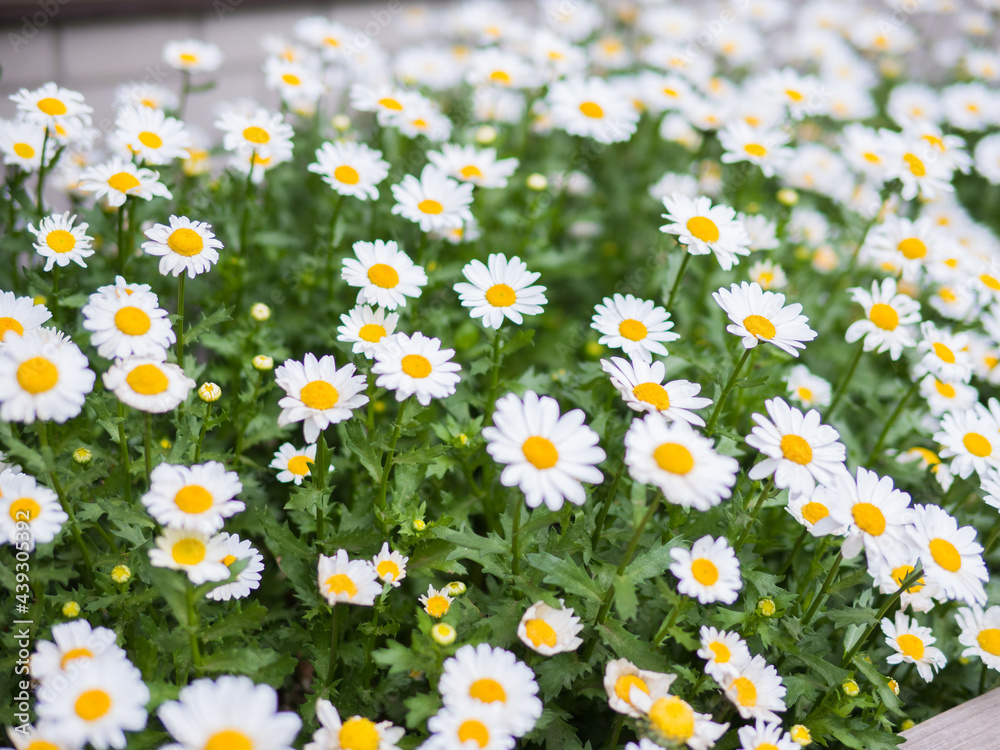 Defocused White Daisy With Yellow Center Flower In Spring Season Defocused White Daisy With Yellow Center Flower In Spring Season