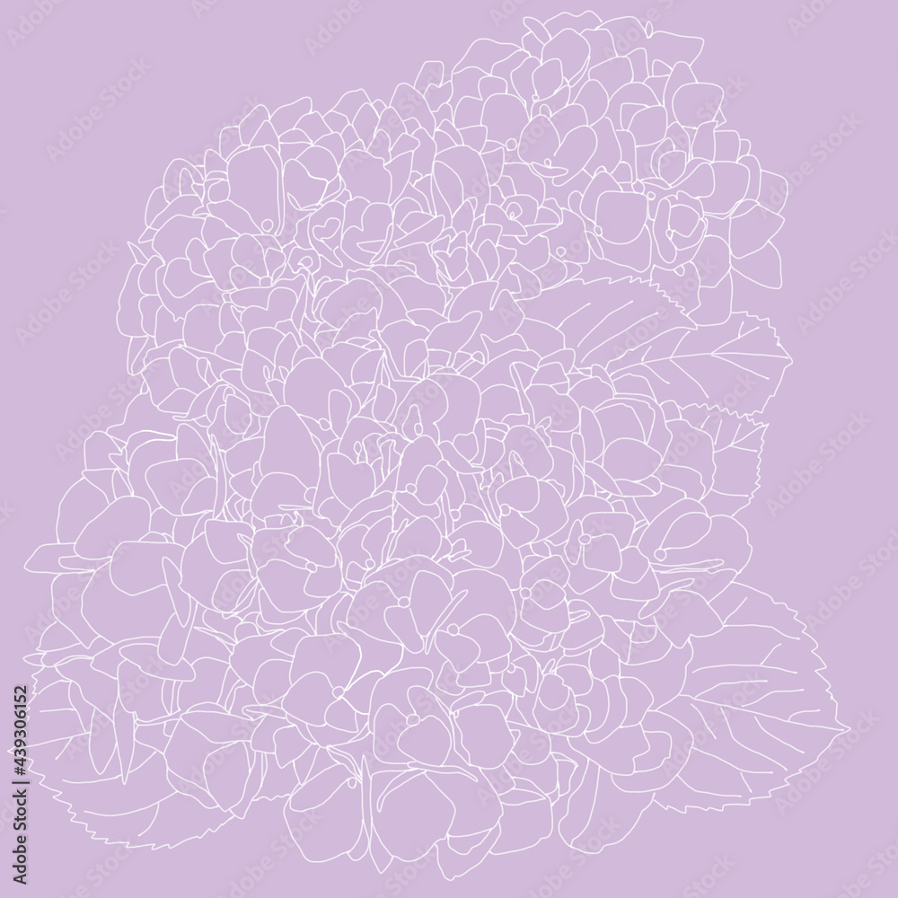 Line drawing illustration of hydrangea.