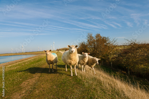 Schafe auf dem Deich am Fastensee auf der Insel Fehmarn