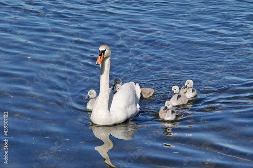 mute swan with her chicks