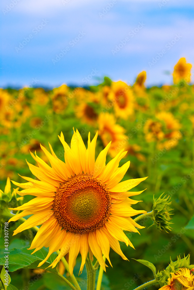 Fototapeta premium sunflower