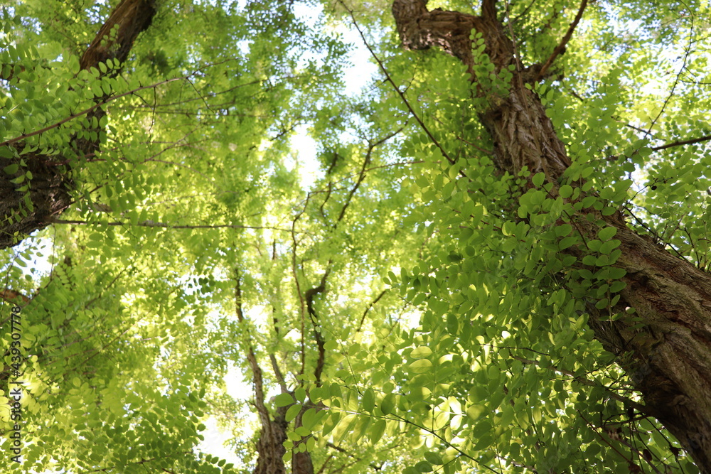 Naklejka premium Robinienhain