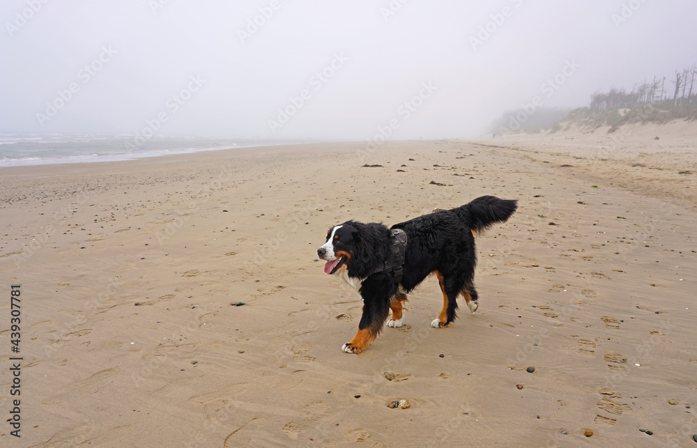 Happy Bernese Mountain Dog walking on the beach Happy Bernese Mountain Dog walking on the beach