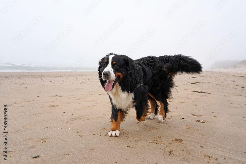 Happy Bernese Mountain Dog running on the beach Happy Bernese Mountain Dog running on the beach