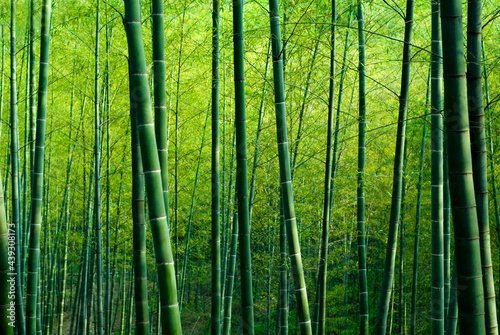 Bamboo forest. © Rawpixel.com