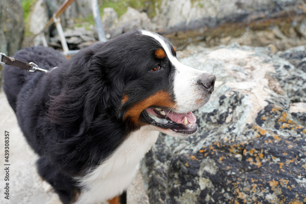 Bernese Mountain Dog on the rocky beach 