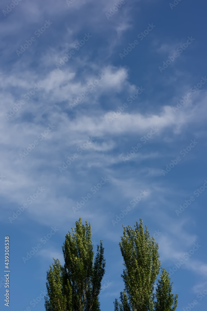 tops of two poplars against the backdrop of a blue sky and white clouds. tops of two poplars against the backdrop of a blue sky and white clouds.