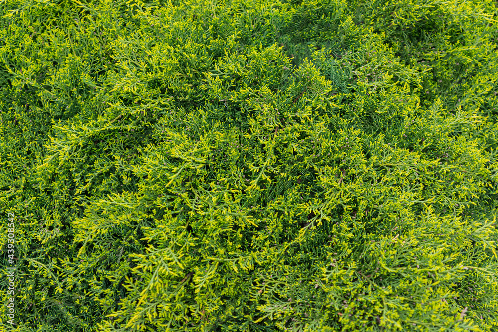surface of green juniper plant. surface of green juniper plant.