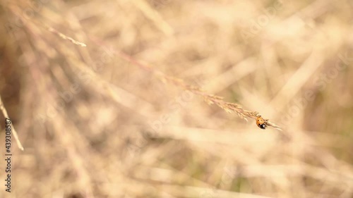 macro shot of a tiny ladybug climbing on grains of wheat