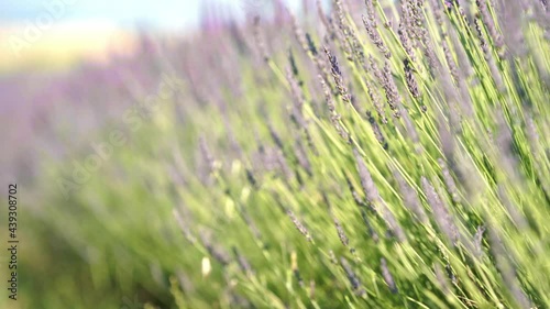 4k Close up Lavender Flowers, windy day, bokeh background