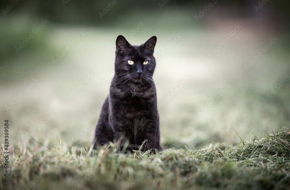 black cat sitting outdoor. yellow eyes. looking.