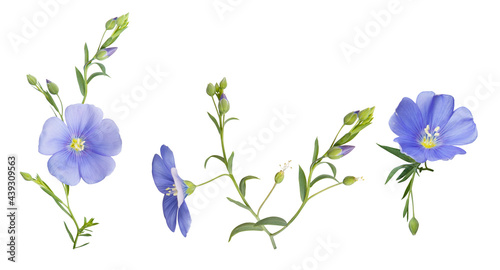 flowering flax. Bouquet from blue flax flowers on white background. Parts of flowers photo