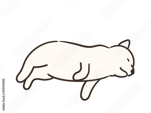 寝ている白い犬