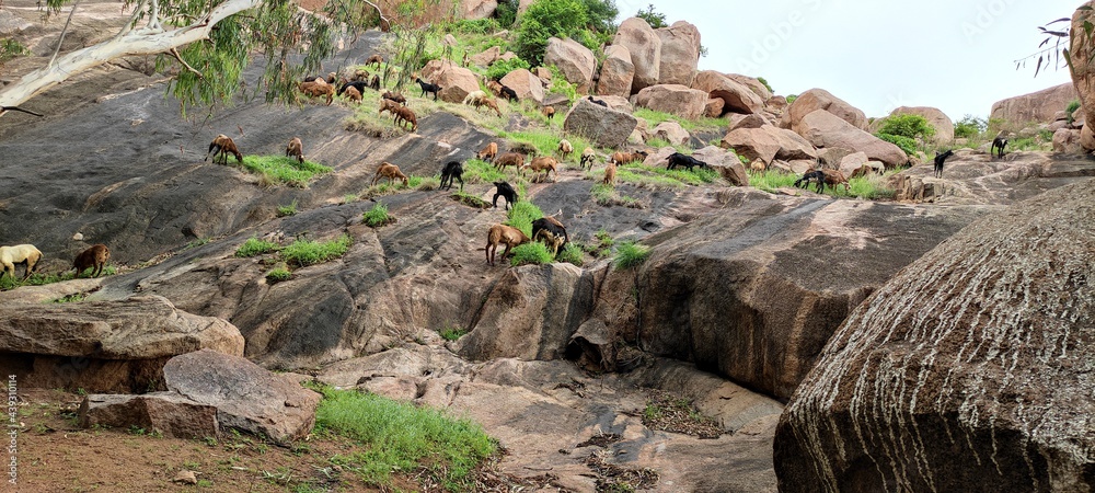 Mountains and animals wildlife ething grees image Mountains and animals wildlife ething grees image