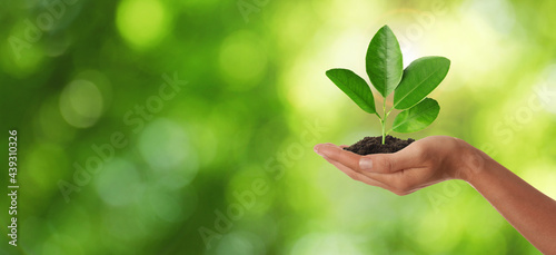 Closeup view of woman holding small plant in soil on blurred background, banner design with space for text. Ecology protection © New Africa