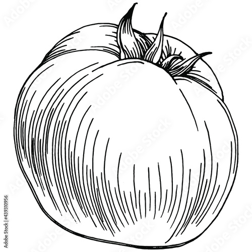 Tomato isolated elements. Vegetables sketch vector illustration. Engraved style. Product on the agricultural market. The best situated for design menu, label, badges, banners and promotion. 