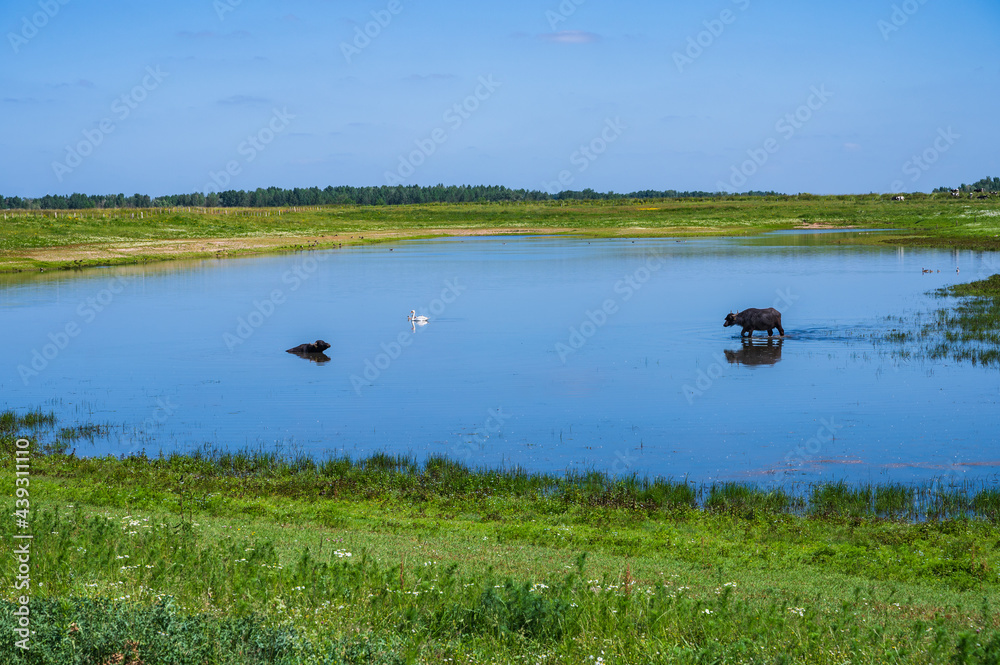 Wasserbüffel auf Bislicher Insel bei Xanten am Niederrhein